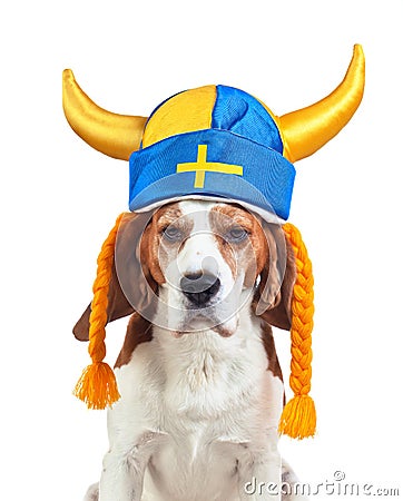 Beagle in swedish hat , isolated on white Stock Photo