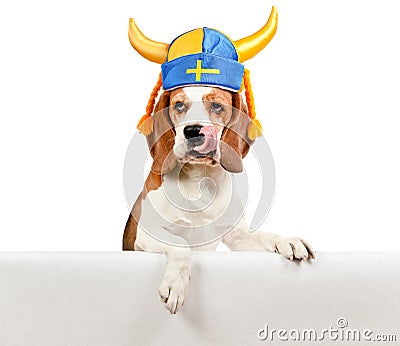 Beagle in swedish hat on white background Stock Photo