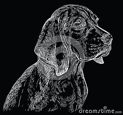 Black Beagle vector hand drawing portrait Vector Illustration