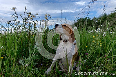 Beagle on a walk among a field of white daisies Stock Photo