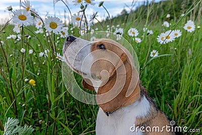 Beagle on a walk among a field of white daisies Stock Photo