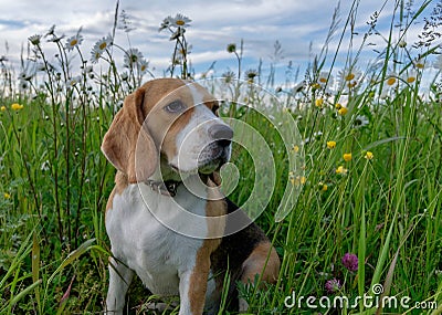 Beagle on a walk among a field of white daisies Stock Photo