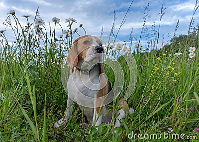 Beagle on a walk among a field of white daisies Stock Photo