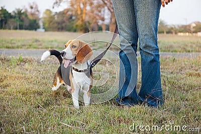 Beagle walk on long lead at the park Stock Photo