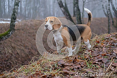 Beagle on a walk in the spring woods Stock Photo