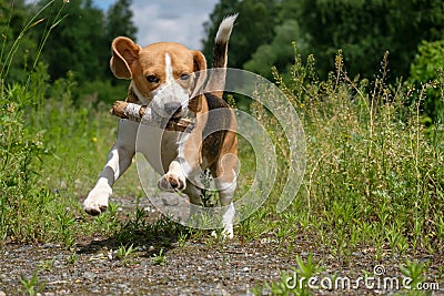 Beagle on a walk in a summer forest playing with a stick Stock Photo