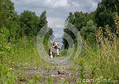 Beagle on a walk in a summer forest playing with a stick Stock Photo