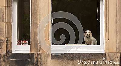 Beagle watch Stock Photo