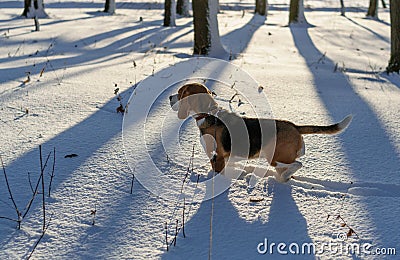 Beagle in winter forest Stock Photo