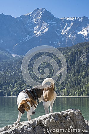 Beagle and Zugspitze Stock Photo