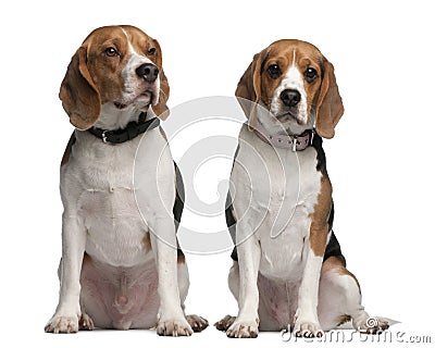 Beagles, 1 and 3 years old, sitting Stock Photo
