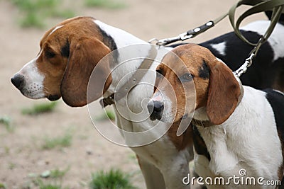 Beagles Stock Photo