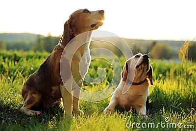 Beagles Stock Photo