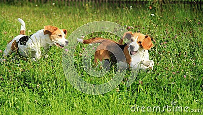 Beagles in the garden Stock Photo