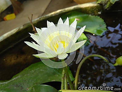 beaitiful white color lily folower of sri lankan Stock Photo