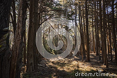beams of light through a coniferous forest in northern california Stock Photo