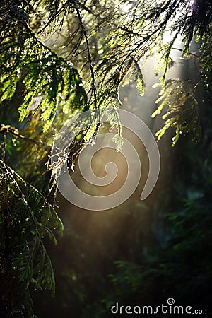 Beams of morning sunlight in a dark forest Stock Photo