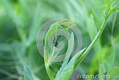 Bean aphid or black bean aphids, Aphis fabae. A colony of wingless individuals and a winged female on a pea leaf Stock Photo