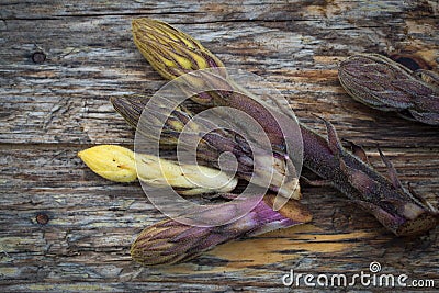 Bean broomrape Stock Photo