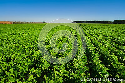 Bean crop Stock Photo