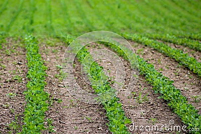 Bean Field in Spring Stock Photo