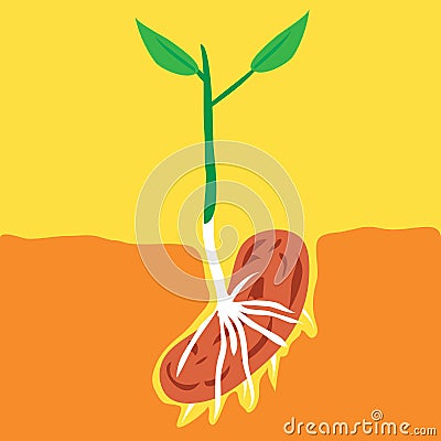 Bean is germinating in a fertile soil. Vector Illustration