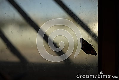 Bean on glass. Butterfly on window. Interior details. Window frame Stock Photo