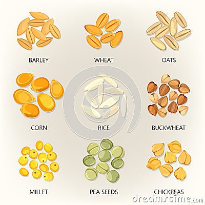 Bean and grains of seasonal plant, seed icons Vector Illustration