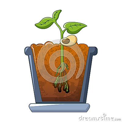 Bean plant growing icon, cartoon style Vector Illustration