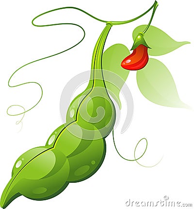 Bean Pod Vector Illustration