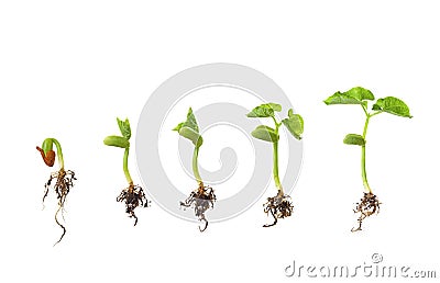 Bean seed germination isolated on white Stock Photo