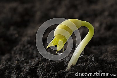 Bean seed growing out from soil Stock Photo