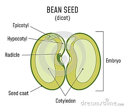 Bean Seed Structure Dicot Vector Illustration