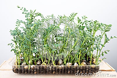 Bean seedlings microgreen Stock Photo