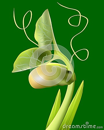 Bean sprout Vector Illustration