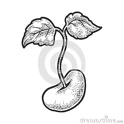 Bean sprout sketch vector illustration Vector Illustration