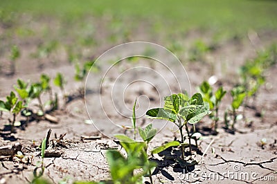 Bean Sprouts in row crops struggle in drought Stock Photo