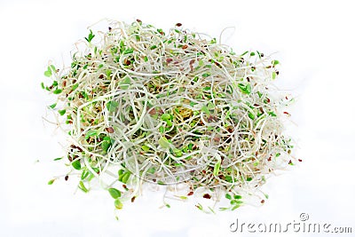 Bean Sprouts on White Background Stock Photo