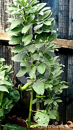 Beans on a bean plant Stock Photo