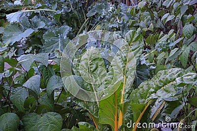 Beans, collard greens, kale and Swiss chard in a square foot gar Stock Photo