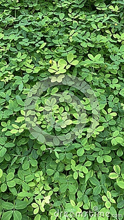 Beans thrive and the leaves are getting greener Stock Photo