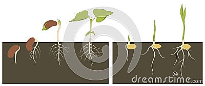 Beans and wheat germination Stock Photo