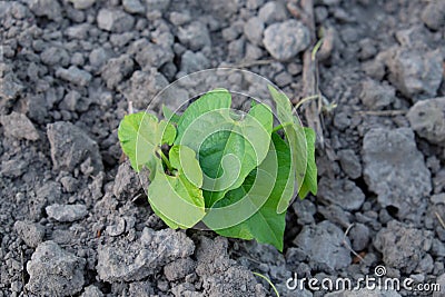 A beanstalk sprouts in the garden. Horticulture Stock Photo