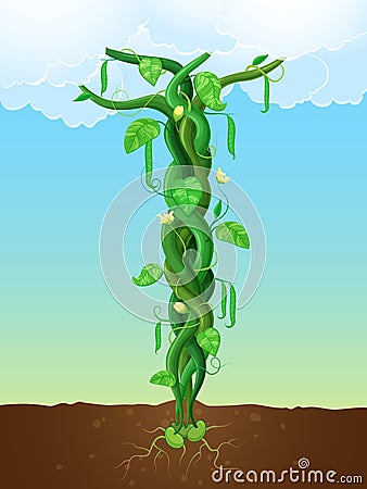 The beanstalk Vector Illustration