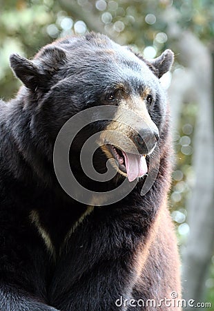 Bear Stock Photo