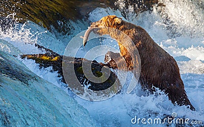 Bear on Alaska Stock Photo