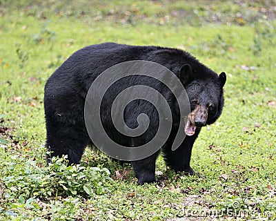 Bear animal stock photos. Black bear animal close-up profile view in the field, green grass. Black bear yawning. Opened mouth. Stock Photo