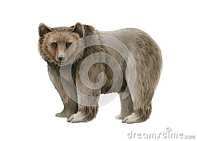 Bear animal watercolor illustration. Hand drawn wild grizzly. Single bear forest wildlife animal. Realistic woodland Cartoon Illustration