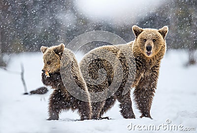 She-Bear and bear cub on the snow in snowfall. Stock Photo