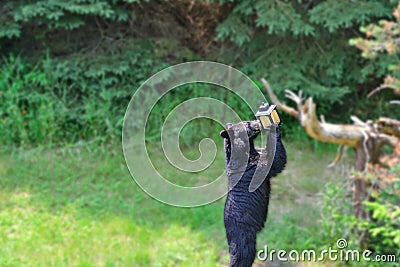 Bear at Bird Feeder Stock Photo